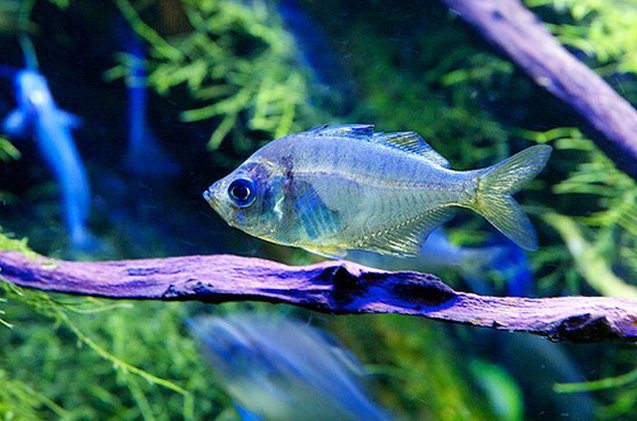 glass-fish configure glassfish with certaccord enterprise for PKI certificate management solution